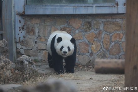 北京动物园一大熊猫翻墙越狱 北京动物园大熊猫萌兰越狱