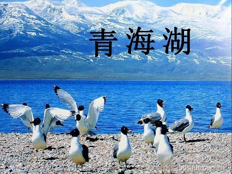 东海青湖为啥出名图片