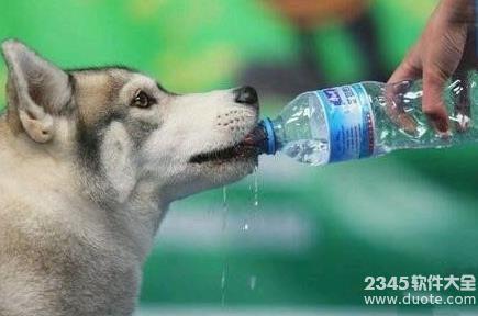 狗喝水什么意思什么梗?女神说狗喝水是什么隐